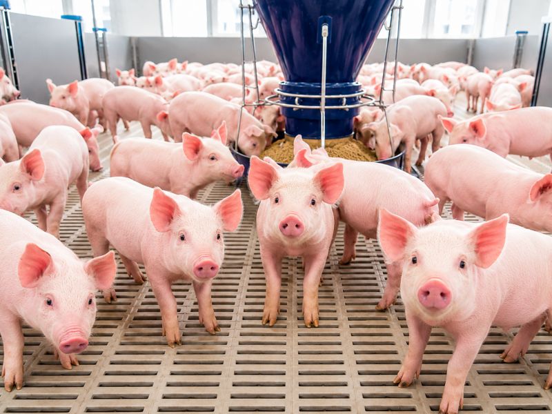 Piglets around a feeder in a bright livestock barn